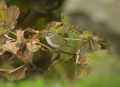 Светлоголовая пеночка фото (Phylloscopus coronatus) - изображение №2340 onbird.ru.<br>Источник: kolibriexpeditions.com